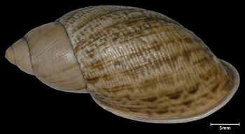Media type: image;   Malacology 50368 Aspect: dorsal